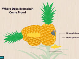 100 tage rückgaberecht · gratis leuchtmittel · autorisierter händler Bromelain Benefits Side Effects And Preparations
