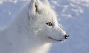 The arctic fox's main predator is the wolf, which will dig into arctic fox dens looking for pups. Eco Activity 21 Arctic Donuts Earth Rangers Where Kids Go To Save Animals