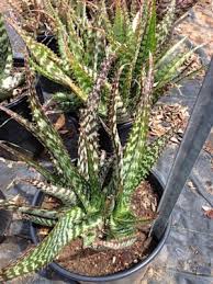 Image result for Aloe zebrina