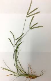 Image result for Eleusine kigeziensis