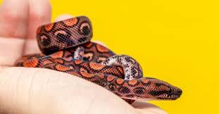 Brazilian Rainbow Boa | Reptilekingdoms