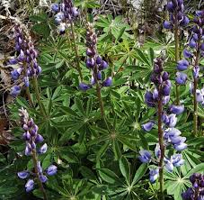 Perennial flowers definitely hold some of the most beautiful flowers in the world. Guide To Native Michigan Plants That Can Survive Heat Drought Mlive Com