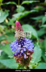 Image result for Pycnostachys parvifolia