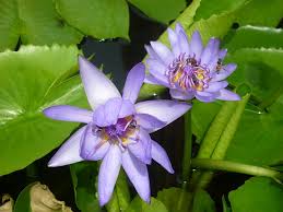 Identify wildflowers by family, color, or leaves. What Flower Is This How To Instantly Identify Flowers
