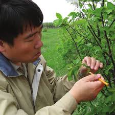 The McIntire-Stennis Cooperative Forestry Research Program 2017 Strategic  Plan