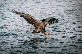 Zo komt de prachtige natuur ongestoord aan je voorbij. Dieren In De Biesbosch Ontdek En Herken