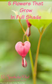 Five Flowers That Grow In Full Shade A Spectacled Owl Full Shade Flowers Shade Garden Plants Shade Flowers