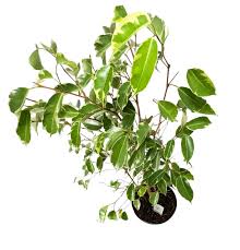 Image result for Ficus variifolia