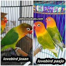 Check spelling or type a new query. Perbedaan Lovebird Josan Dan Pasjo Secara Fisik Dan Harganya Peternakan Dan Perkebunan