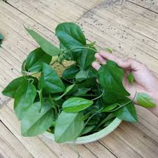 Maybe you would like to learn more about one of these? 5 Manfaat Hebat Daun Cincau Bagi Kesehatan Tubuhmu Sudah Tahu