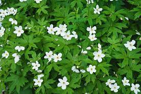 We did not find results for: 15 Best Ground Cover Plants For Shade Hausette
