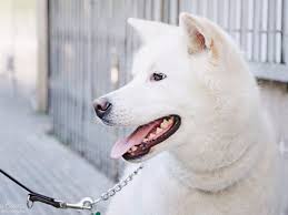 Some old fashioned yet cute dog names: 80 Japanese Dog Names Male Female Pethelpful By Fellow Animal Lovers And Experts