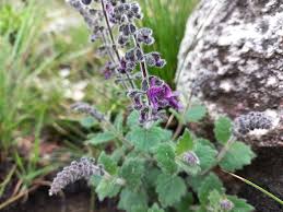 Image result for Equilabium