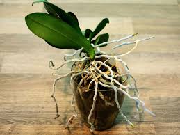 After you've enjoyed the orchid's beautiful bloom, you'll need to water, feed and prune it to allow it to stay healthy. How To Prune An Orchid The Complete Guide Plant Index