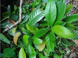 Image result for Tetracera