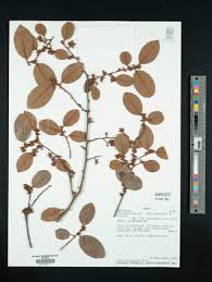 Image result for Chrysophyllum welwitschii