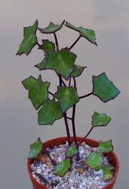 Image result for Senecio oxyriifolius