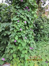 Image result for Argyreia