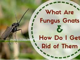 fungus gnats: where do these little