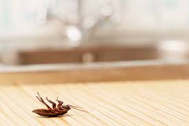 A pest infestation in a restaurant may lead it to close down. Restaurant Pest Control Category Manning Pest Oakland Fl