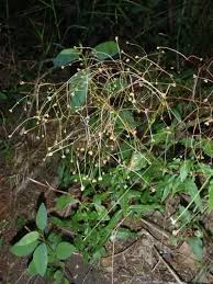 Image result for Galopina