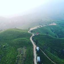 Kebun teh kemuning di karanganyar. Wisata Kebun Teh Kemuning Di 2020 Kebun Tempat