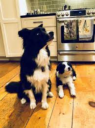 Pin On Dog Stuff