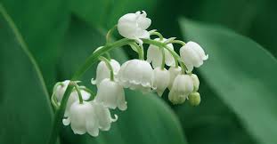 Are You Tired Of The Dating Scene And Going Out On Dates That Are So So Or Not Good Enough Have Best Smelling Flowers Tiny White Flowers Smelling Flowers