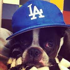 Dodgerdog Web Instagram User Followgram Dodger Dog Boston Terrier Boston Terrier Love