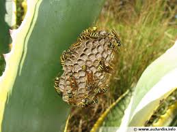 Elles ont été spectaculaires pendant plusieurs semaines, mais maintenant, que faire? 10 Astuces Naturelles Pour Eloigner Les Guepes