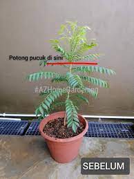 Petang ni kak bb share cara tanam pokok limau purut dari cutting. Rupanya Tip Nak Tanam Pokok Kari Caranya Kena Potong Bahagian Pucuk Lama Lama Merimbun Ala Bonsai Keluarga