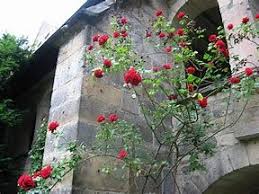 To Cathedral Cloisters The Thousand Year Rose Bush Hildesheim Jessica Green Rose Bush Rose Plants