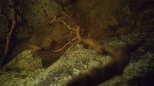 Underwater River Aquarium Underwater River Aqua Art Underwater