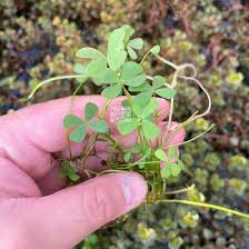 Image result for Marsilea apposita
