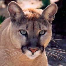 When running, cats' backs arch so much that their back legs reach beyond their front legs. Which Is Faster A Cougar Or A Dog Purely Facts