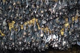 While its bloodless diet may come as a shock, only three out of 1,300 bat species are known to feast on. Fruit Bats Angels Of The Night Gaia Discovery