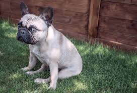 They were brought to france by nottingham lace workers during the revolution. Mini French Bulldog 10 Cute Facts You Didn T Know All Things Dogs All Things Dogs