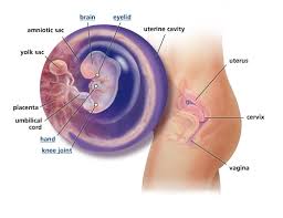 Perkembangan adalah pertumbuhan yang disertai dengan organogenesis dan diferensiasi struktur pembelahan zigot terjadi secara mitosis, yaitu dimulai dari satu menjadi dua, dua menjadi empat, dan pada saat pembelahan sel terjadi pembelahan yang tidak bersamaan. Perkembangan Janin Minggu Ke Minggu 1 40 Gambar Lengkap
