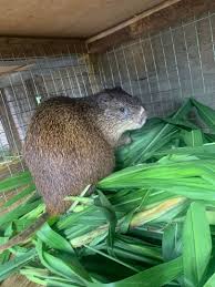 Grass cutter Farmers Nigeria