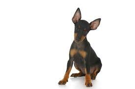 The manchester terrier is the oldest identifiable terrier breed, having been traced back to the late 1570s , and was then known as the black and tan terrier. Manchester Terrier Toy Dog Breed Information American Kennel Club