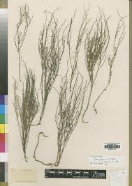 Image result for Thesium cymosum