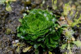 Image result for Genlisea