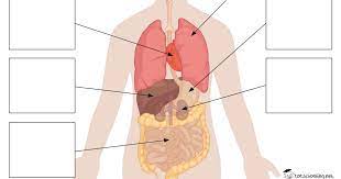 Free Body Organs Matching Puzzles Pdf Body Organs Human Body Organs Human Body Systems