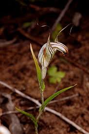 Image result for Microglossa