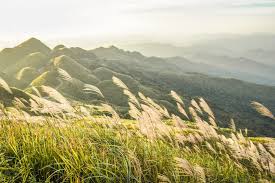Check in "cháy máy" mùa cỏ lau Bình Liêu đẹp đến ngất ngây - PYS Travel
