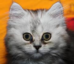 Explore 47 listings for blue persian kitten for sale at best prices. Understanding Doll Face Persian Kittens Lovetoknow