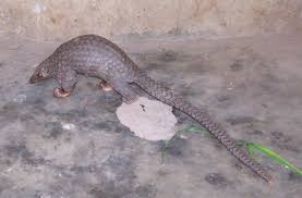 Pangolins, or scaly anteaters as they are otherwise known, are unique mammals covered in there are eight extant species of pangolin. Latest Pangolin Family Tree Provides Key To Tracking World S Most Trafficked Mammal Smithsonian Institution