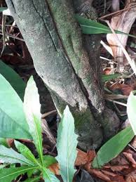 Image result for Cathormion altissimum