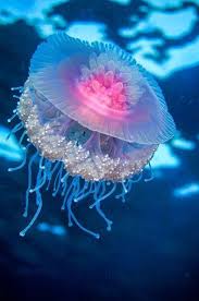 Brains are formed to deal with all of that. Do Jellyfish Have Brains Or Hearts Beautiful Sea Creatures Ocean Creatures Ocean Animals