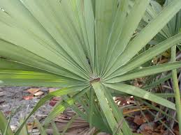 Image result for Serenoa repens